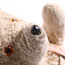 Teddy preview